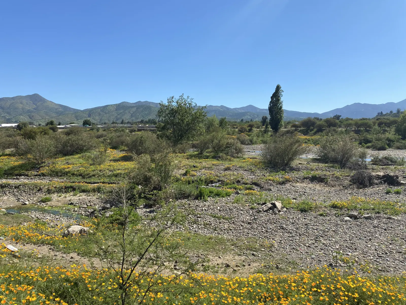 Terreno junto al río cubierto de amapolas amarillas, con un álamo y los cerros azules al fondo, en el entorno de la Piedra Tacita