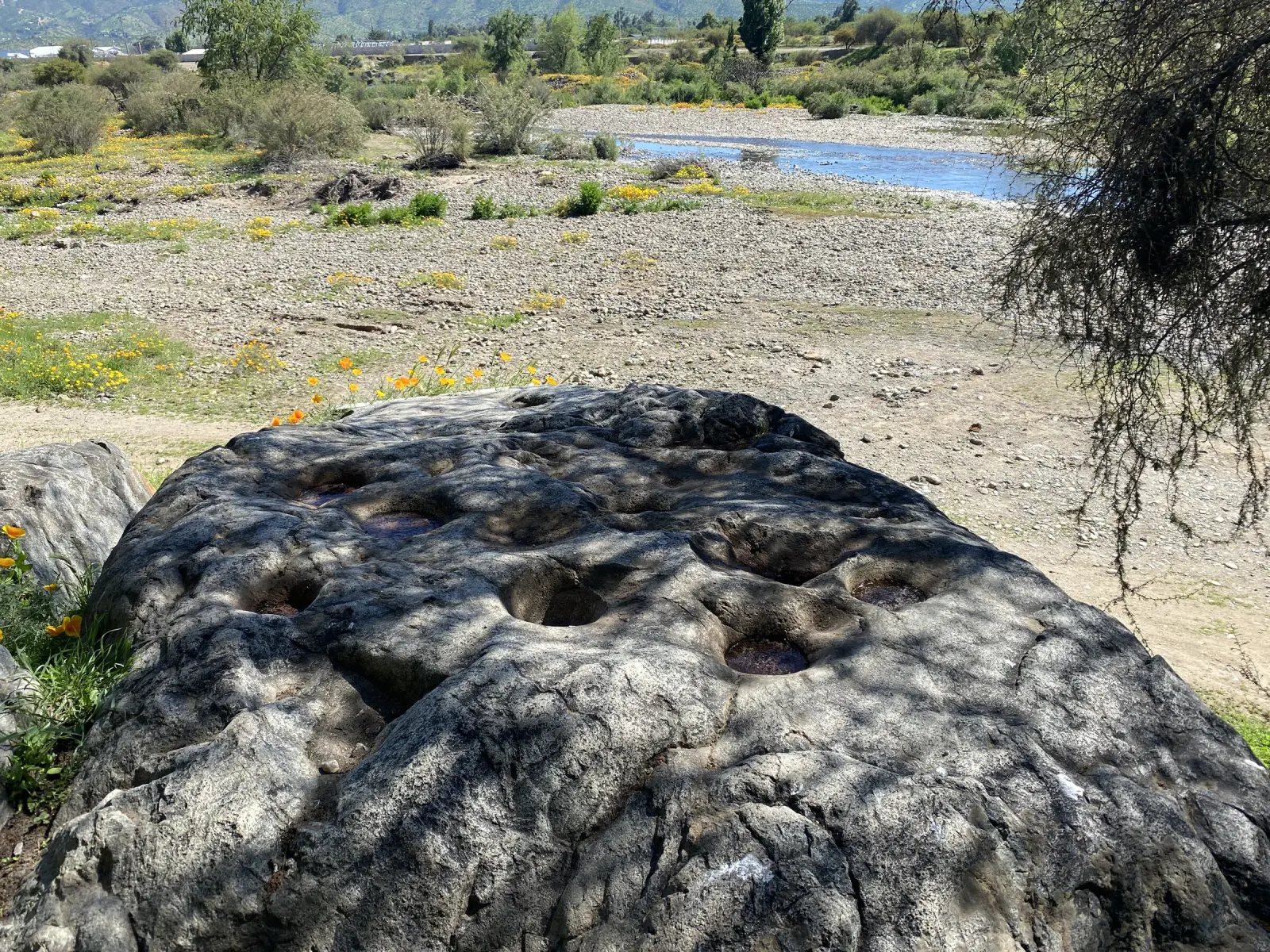 Roca con pequeñas cavidades circulares talladas, las «tacitas» de la Piedra Tacita, con el río y flores amarillas al fondo