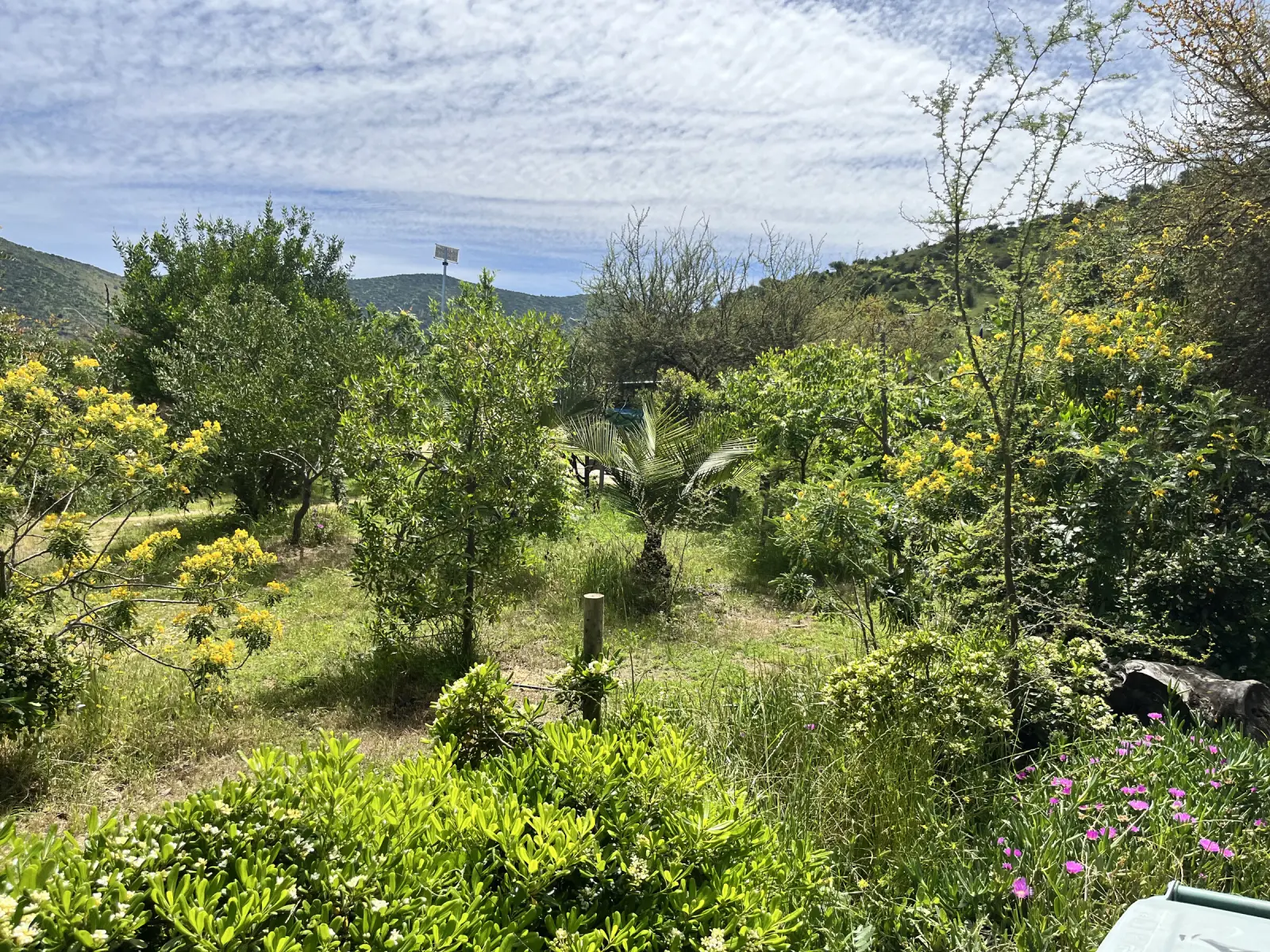 Jardines y árboles del Parque San Mateo, con arbustos de flores amarillas, una pequeña palmera y los cerros al fondo