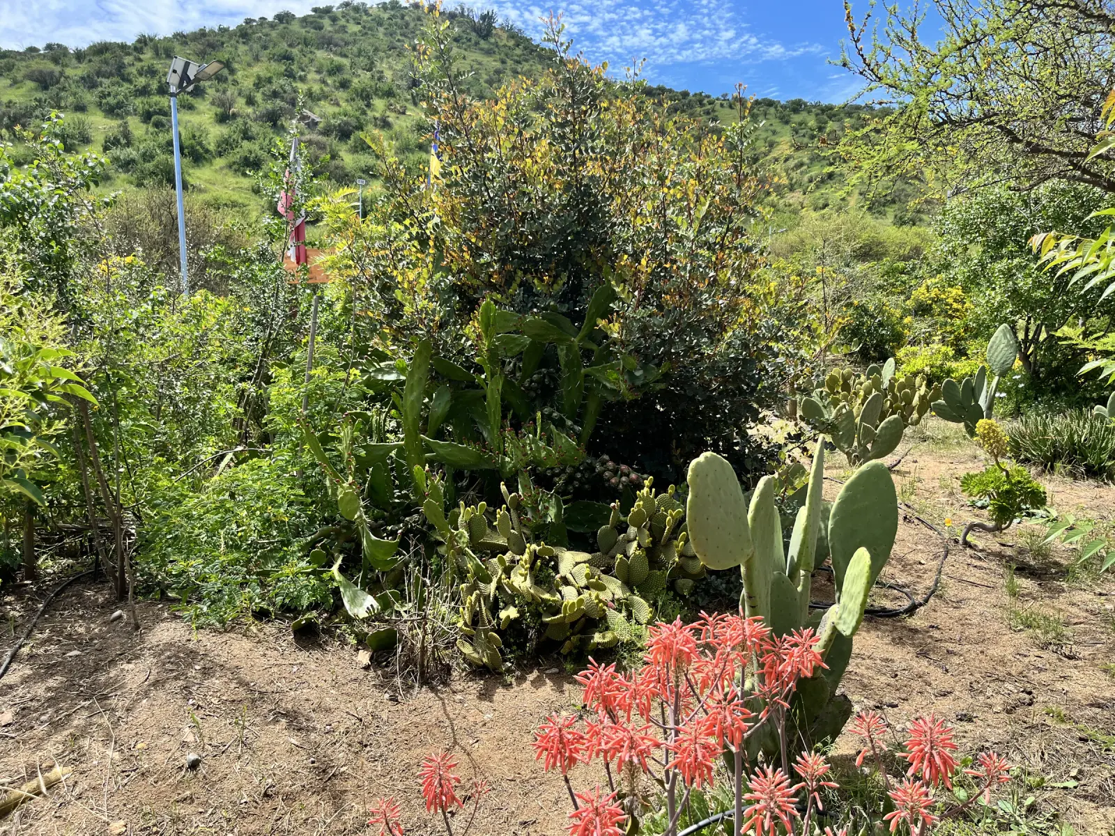 Sector de cactus y suculentas del Parque San Mateo, con un aloe de flores rojas, un poste de luz solar y un cerro verde al fondo
