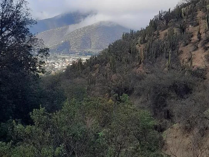 Ladera del cerro con cactus y matorral sobre Curacaví, con el pueblo al fondo